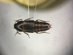 Tachinus memnonius by no rights reserved, uploaded by Nick Bédard. Used under a CC0 license.