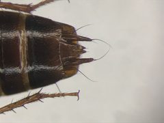 Tachinus memnonius by no rights reserved, uploaded by Nick Bédard. Used under a CC0 license.