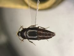 Tachinus picipes by no rights reserved, uploaded by Nick Bédard. Used under a CC0 license.