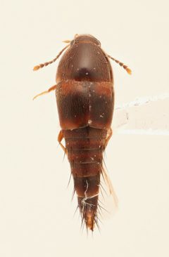 Sepedophilus basalis by no rights reserved, uploaded by Nick Bédard. Used under a CC0 license.