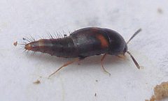 Sepedophilus by (c) Mick Talbot, some rights reserved (CC BY). Used under a CC-BY license.