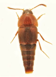 Sepedophilus wickhami by no rights reserved, uploaded by Nick Bédard. Used under a CC0 license.