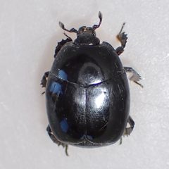 Omalodes grossus by (c) Sue Carnahan, some rights reserved (CC BY), uploaded by Sue Carnahan. Used under a CC-BY license.