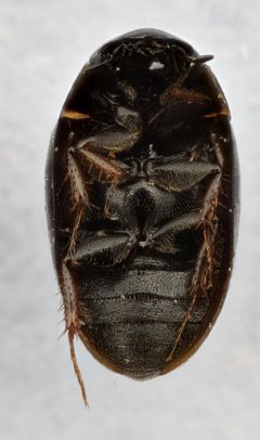 Crenitulus suturalis by (c) Matthew Pintar, some rights reserved (CC BY), uploaded by Matthew Pintar. Used under a CC-BY license.