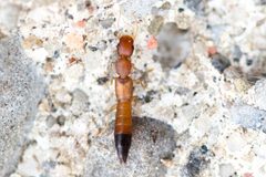 Astenus discopunctatus by (c) Owen Strickland, some rights reserved (CC BY), uploaded by Owen Strickland. Used under a CC-BY license.