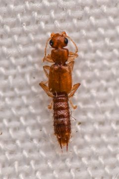 Palaminus by (c) Trevor Van Loon, some rights reserved (CC BY), uploaded by Trevor Van Loon. Used under a CC-BY license.
