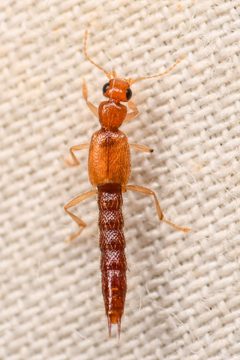 Palaminus by (c) Trevor Van Loon, some rights reserved (CC BY), uploaded by Trevor Van Loon. Used under a CC-BY license.