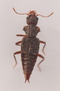 Zalobius spinicollis by (c) Trevor Van Loon, some rights reserved (CC BY), uploaded by Trevor Van Loon. Used under a CC-BY license.