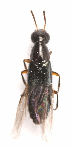 Quedius seriatus by no rights reserved, uploaded by Mike Palmer. Used under a CC0 license.
