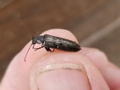 Stenotrachelus aeneus by (c) Matt Muir, some rights reserved (CC BY), uploaded by Matt Muir. Used under a CC-BY license.