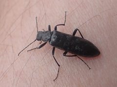 Stenotrachelus aeneus by (c) Matt Muir, some rights reserved (CC BY), uploaded by Matt Muir. Used under a CC-BY license.