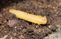 Synchroa punctata by (c) Even Dankowicz, some rights reserved (CC BY), uploaded by Even Dankowicz. Used under a CC-BY license.