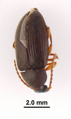Hymenorus farri by (c) Kyle Van Houtan, some rights reserved (CC BY), uploaded by Kyle Van Houtan. Used under a CC-BY license.