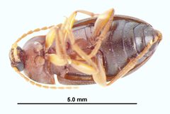 Hymenorus farri by (c) Kyle Van Houtan, some rights reserved (CC BY), uploaded by Kyle Van Houtan. Used under a CC-BY license.