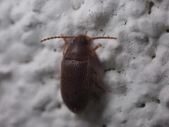 Hymenorus farri by (c) Jared Shorma, some rights reserved (CC BY), uploaded by Jared Shorma. Used under a CC-BY license.