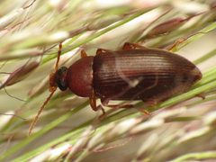 Hymenorus by (c) Katja Schulz, some rights reserved (CC BY). Used under a CC-BY license.
