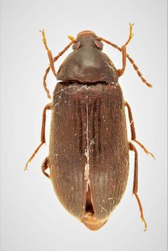 Hymenorus obesus by no rights reserved, uploaded by Nick Bédard. Used under a CC0 license.