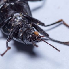 Alobates barbatus by (c) Nick Abbate, some rights reserved (CC BY), uploaded by Nick Abbate. Used under a CC-BY license.