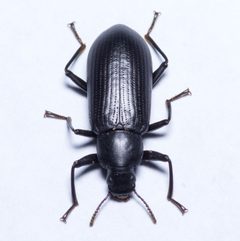 Alobates barbatus by (c) Nick Abbate, some rights reserved (CC BY), uploaded by Nick Abbate. Used under a CC-BY license.
