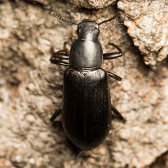 Alobates pensylvanicus by (c) Ken-ichi Ueda, some rights reserved (CC BY), uploaded by Ken-ichi Ueda. Used under a CC-BY license.