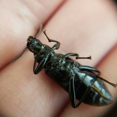 Alobates pensylvanicus by (c) Leila Dasher, some rights reserved (CC BY), uploaded by Leila Dasher. Used under a CC-BY license.