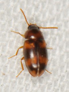 Alphitophagus bifasciatus by (c) Elliott Gordon, some rights reserved (CC BY), uploaded by Elliott Gordon. Used under a CC-BY license.