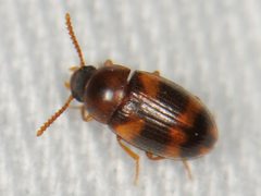 Alphitophagus bifasciatus by (c) Elliott Gordon, some rights reserved (CC BY), uploaded by Elliott Gordon. Used under a CC-BY license.