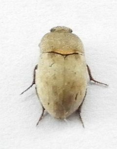 Ammodonus granosus by (c) jimeckert49, some rights reserved (CC BY). Used under a CC-BY license.