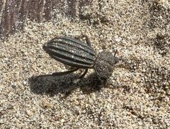 Trogloderus major by (c) nmoorhatch, some rights reserved (CC BY), uploaded by nmoorhatch. Used under a CC-BY license.