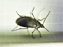 Androchirus femoralis by (c) Annika Lindqvist, some rights reserved (CC BY), uploaded by Annika Lindqvist. Used under a CC-BY license.