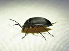 Androchirus femoralis by (c) Annika Lindqvist, some rights reserved (CC BY), uploaded by Annika Lindqvist. Used under a CC-BY license.