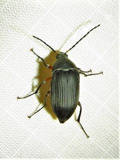 Androchirus femoralis by (c) Annika Lindqvist, some rights reserved (CC BY), uploaded by Annika Lindqvist. Used under a CC-BY license.