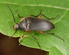 Androchirus femoralis by (c) skitterbug, some rights reserved (CC BY), uploaded by skitterbug. Used under a CC-BY license.