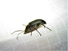 Androchirus femoralis by (c) Annika Lindqvist, some rights reserved (CC BY), uploaded by Annika Lindqvist. Used under a CC-BY license.