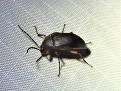 Androchirus femoralis by (c) Annika Lindqvist, some rights reserved (CC BY), uploaded by Annika Lindqvist. Used under a CC-BY license.
