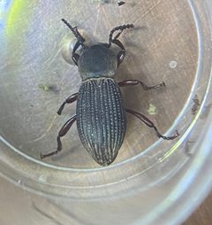 Argoporis costipennis by (c) Ethan Wright, some rights reserved (CC BY), uploaded by Ethan Wright. Used under a CC-BY license.