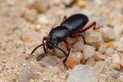 Argoporis rufipes by (c) Jake Nitta, some rights reserved (CC BY), uploaded by Jake Nitta. Used under a CC-BY license.
