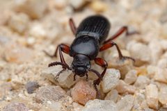 Argoporis rufipes by (c) Jake Nitta, some rights reserved (CC BY), uploaded by Jake Nitta. Used under a CC-BY license.