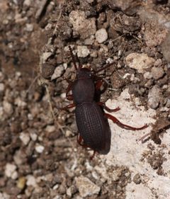 Argoporis rufipes by (c) Andrew Meeds, some rights reserved (CC BY), uploaded by Andrew Meeds. Used under a CC-BY license.