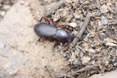 Argoporis rufipes by (c) Andrew Meeds, some rights reserved (CC BY), uploaded by Andrew Meeds. Used under a CC-BY license.