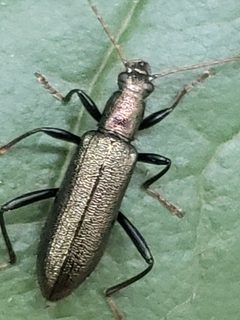 Arthromacra aenea by (c) Mark Richman, some rights reserved (CC BY), uploaded by Mark Richman. Used under a CC-BY license.
