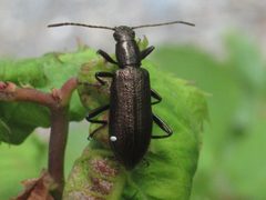 Arthromacra aenea by (c) Jake McCumber, some rights reserved (CC BY), uploaded by Jake McCumber. Used under a CC-BY license.