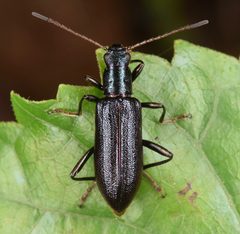 Arthromacra aenea by (c) Christina Butler, some rights reserved (CC BY). Used under a CC-BY license.