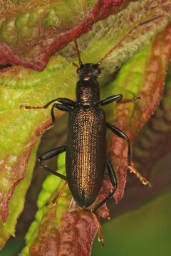 Arthromacra aenea by (c) Judy Gallagher, some rights reserved (CC BY). Used under a CC-BY license.
