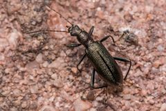 Arthromacra aenea by (c) Bill Keim, some rights reserved (CC BY). Used under a CC-BY license.