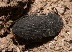 Blapstinus dilatatus by (c) Lon Brehmer, some rights reserved (CC BY), uploaded by Lon Brehmer. Used under a CC-BY license.