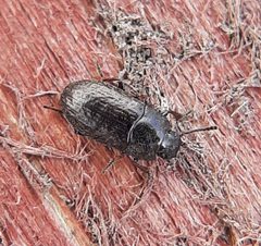 Blapstinus metallicus by (c) Will Linnard, some rights reserved (CC BY), uploaded by Will Linnard. Used under a CC-BY license.