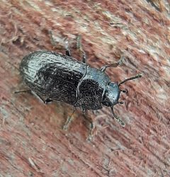 Blapstinus metallicus by (c) Will Linnard, some rights reserved (CC BY), uploaded by Will Linnard. Used under a CC-BY license.