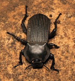 Blaptinae by (c) Wynand Uys, some rights reserved (CC BY), uploaded by Wynand Uys. Used under a CC-BY license.