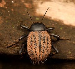 Blaptinae by (c) Wynand Uys, some rights reserved (CC BY), uploaded by Wynand Uys. Used under a CC-BY license.